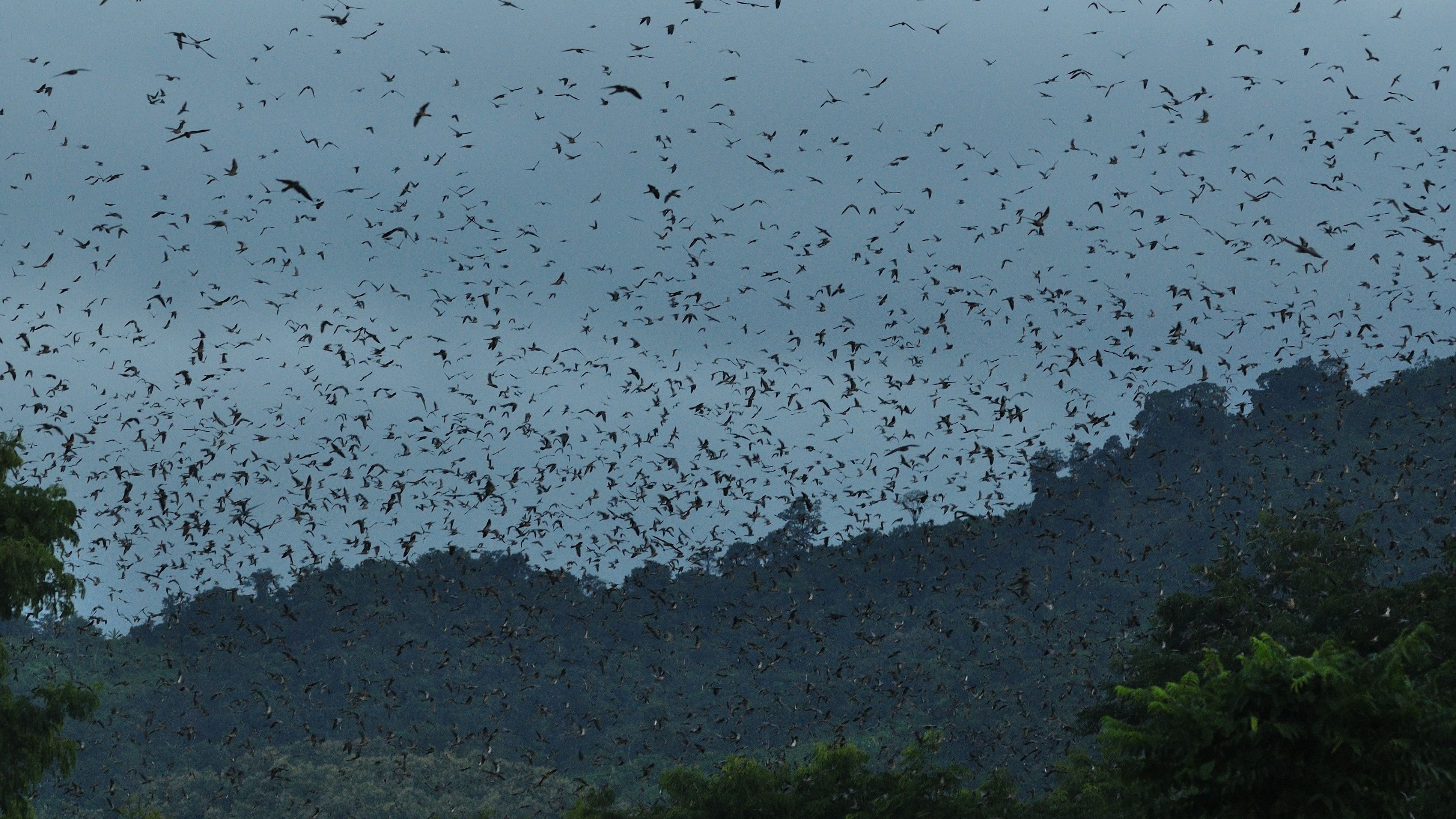 <div class="paragraphs"><p>Amur falcons move across Asia and congregate in Nagaland. Protection is required across their distribution range to stop their poaching. </p></div>