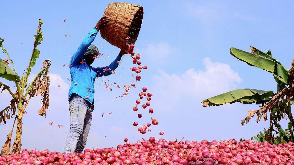 <div class="paragraphs"><p>Representative image of a man gathering onions.</p></div>