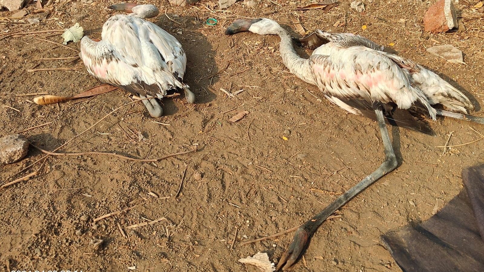 <div class="paragraphs"><p>10 flamingos died within less than a week in Navi Mumbai.</p></div>