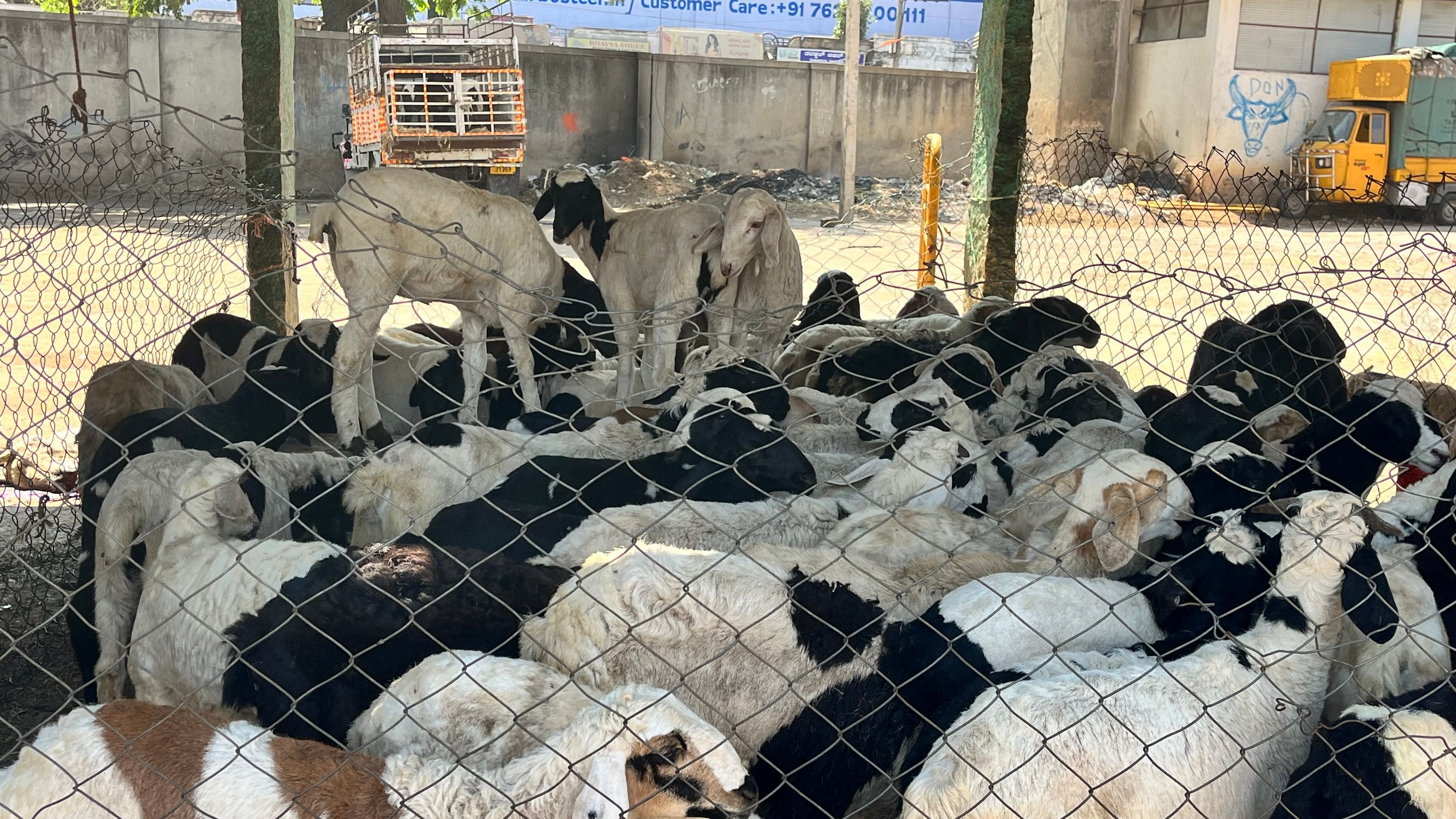 <div class="paragraphs"><p>At the Central Mutton Market on Tannery Road, retailers sold sheep between Rs 7,000 and Rs 20,000 depending on their weight.</p></div>