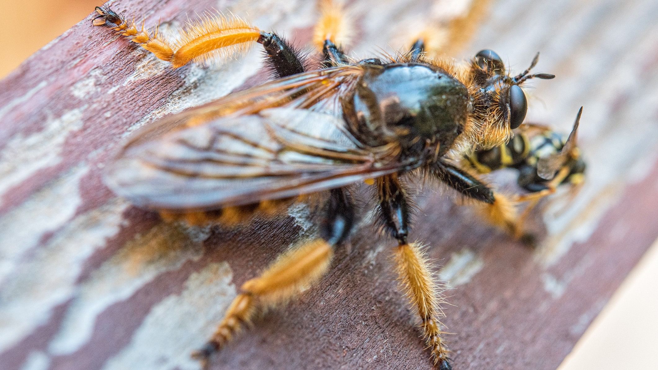 <div class="paragraphs"><p>Representative image showing hornet eating a wasp.</p></div>