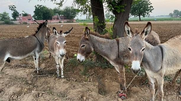 <div class="paragraphs"><p>Representative image of donkeys.</p></div>