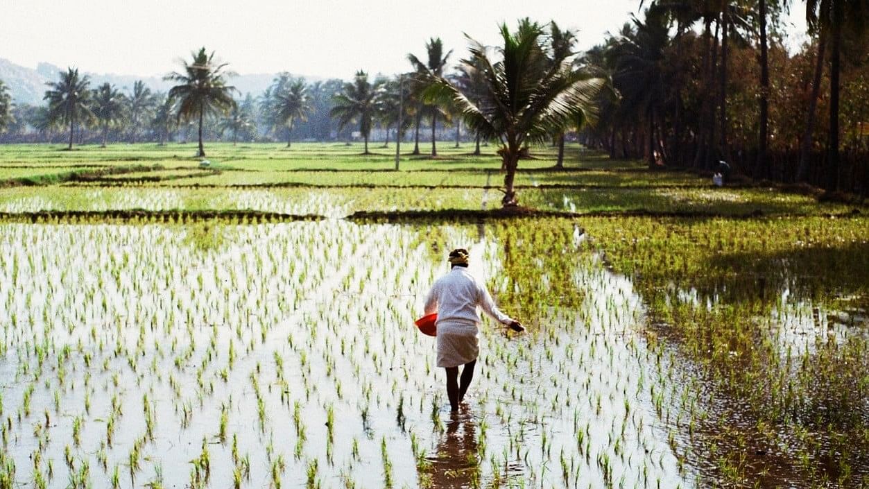 <div class="paragraphs"><p>Representative image showing a farmer working in a paddy field. </p></div>