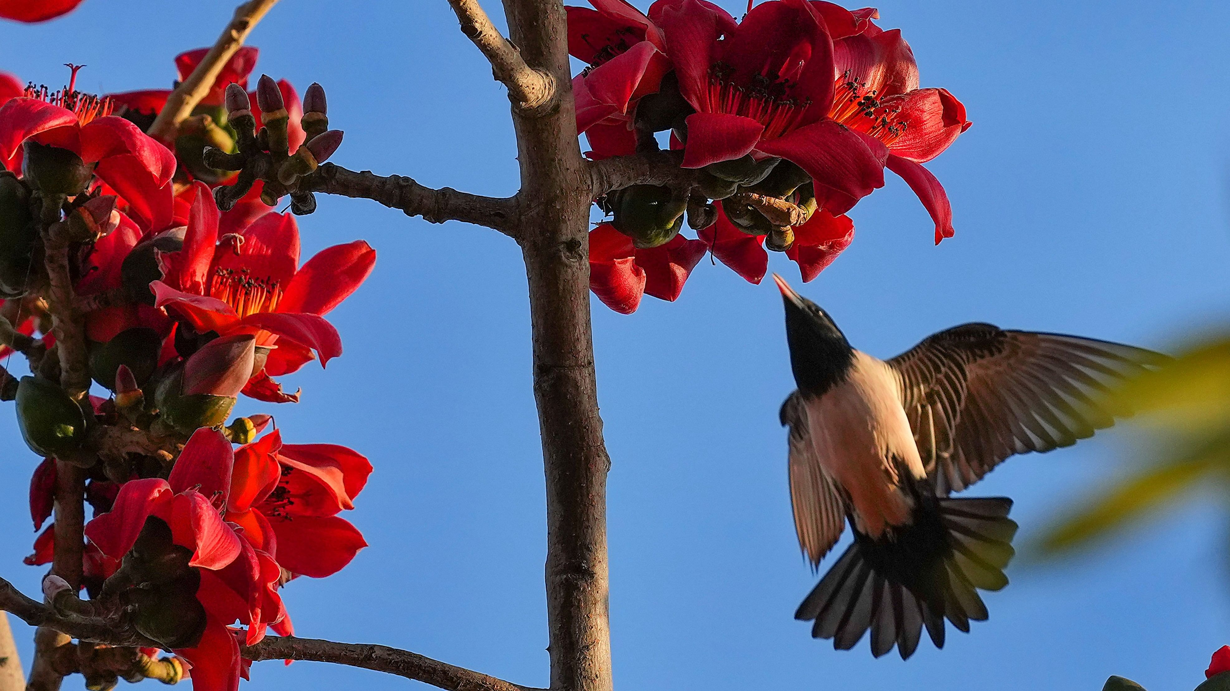 <div class="paragraphs"><p> A bird flies near a cotton tree (Bombax Ceiba) flower.</p></div>