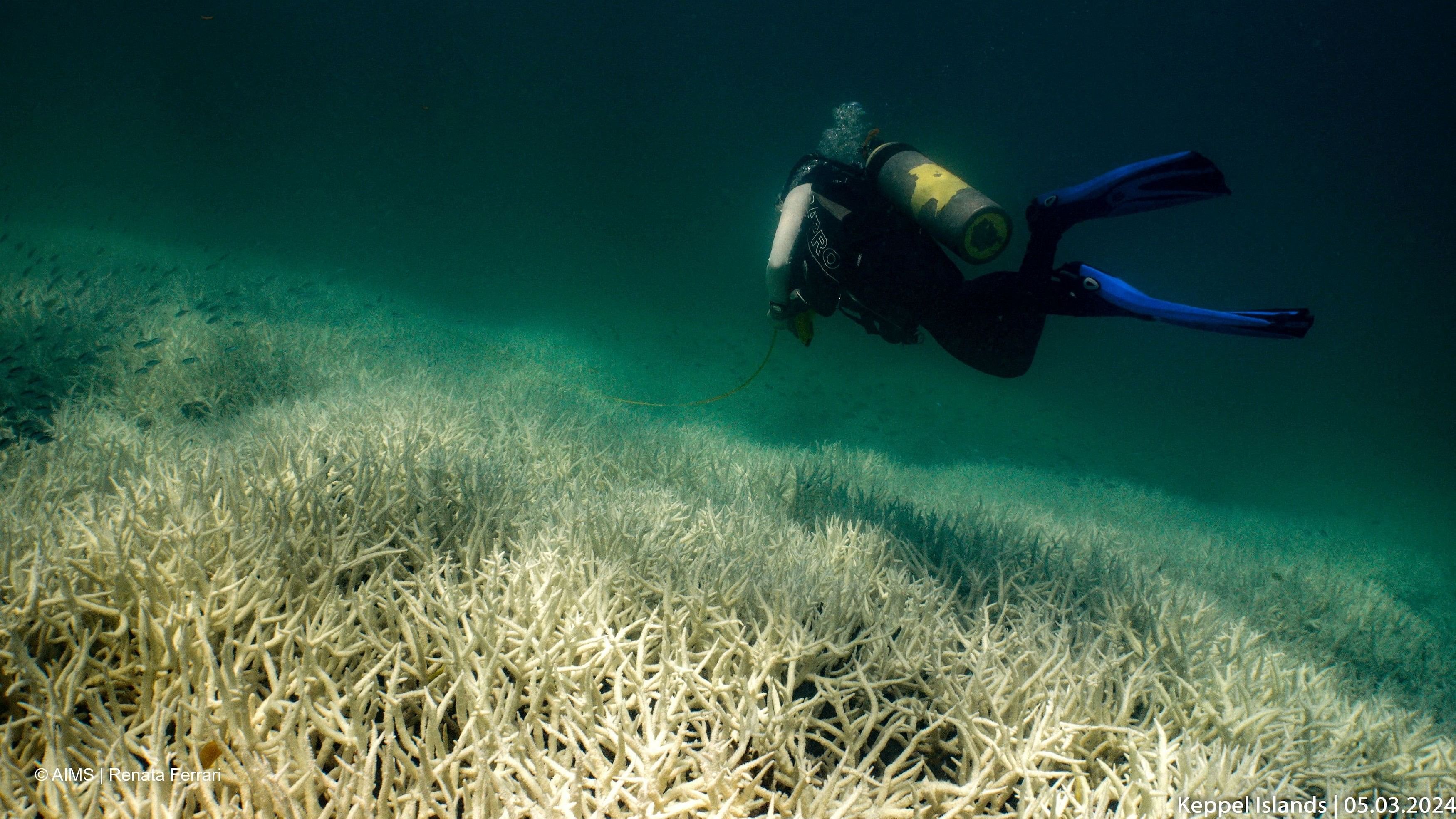 <div class="paragraphs"><p>A diver observes the coral bleaching at Southern Great Barrier Reef, Keppel Islands, Australia, March 5, 2024. </p></div>