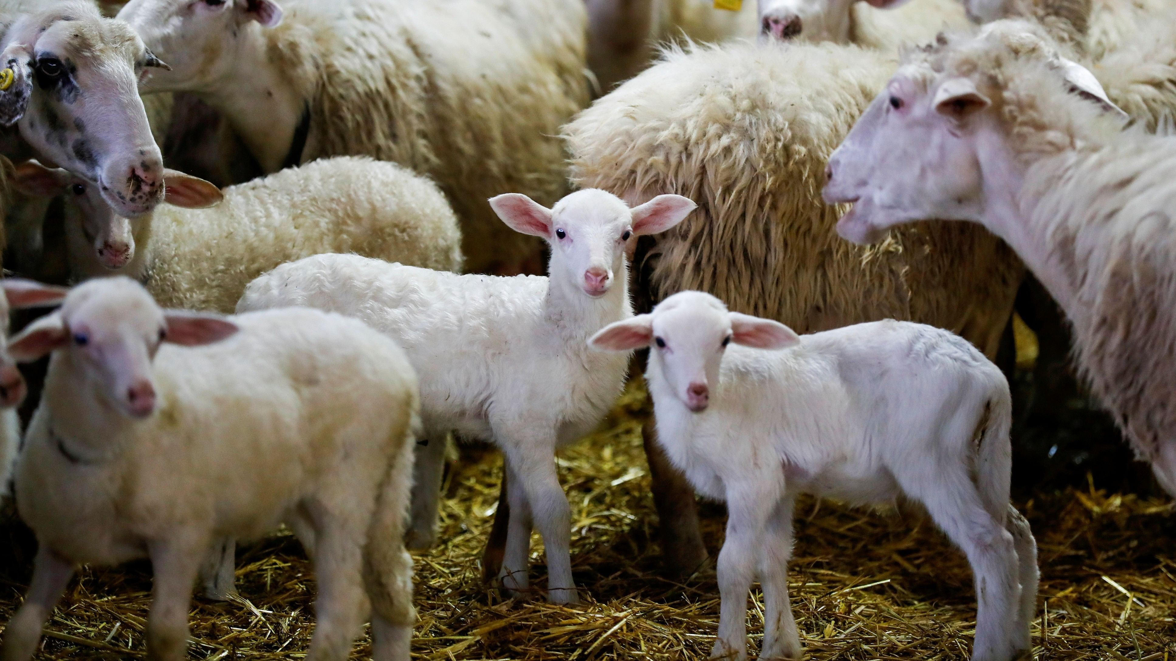 <div class="paragraphs"><p>Representative picture of lambs and sheep.&nbsp;</p></div>