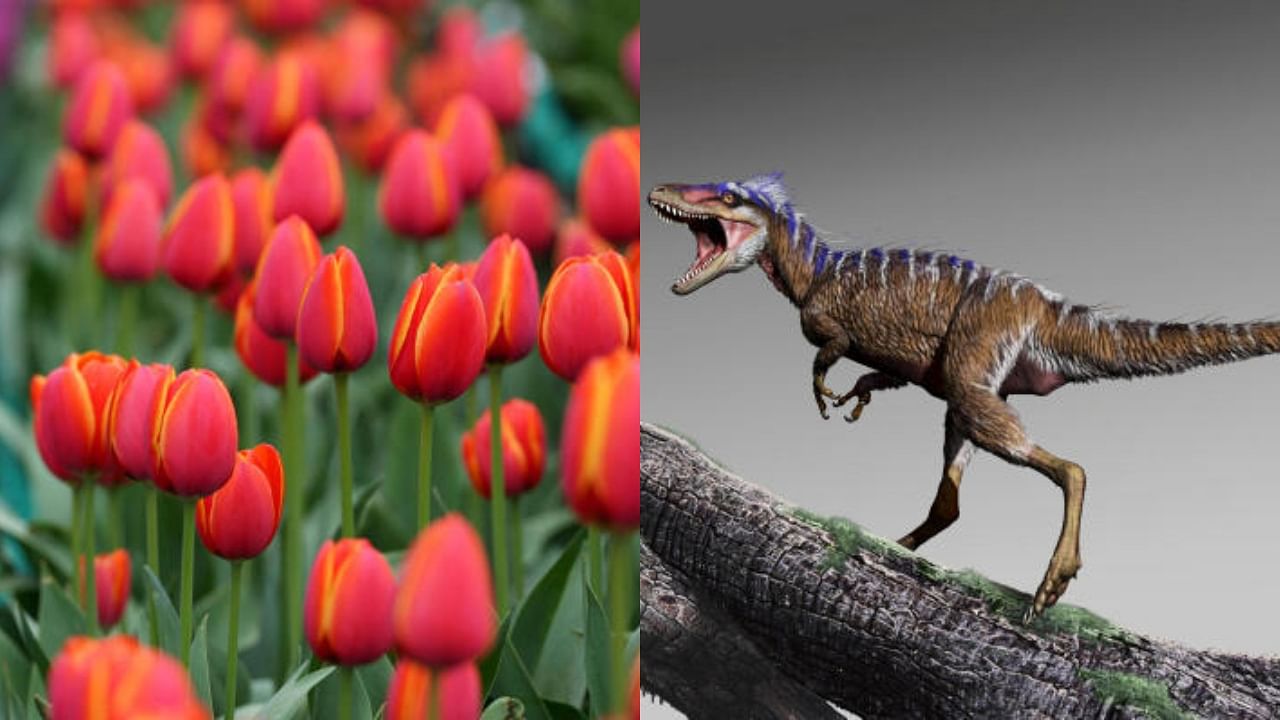 <div class="paragraphs"><p>Representative images of flowers and dinosaur.</p></div>