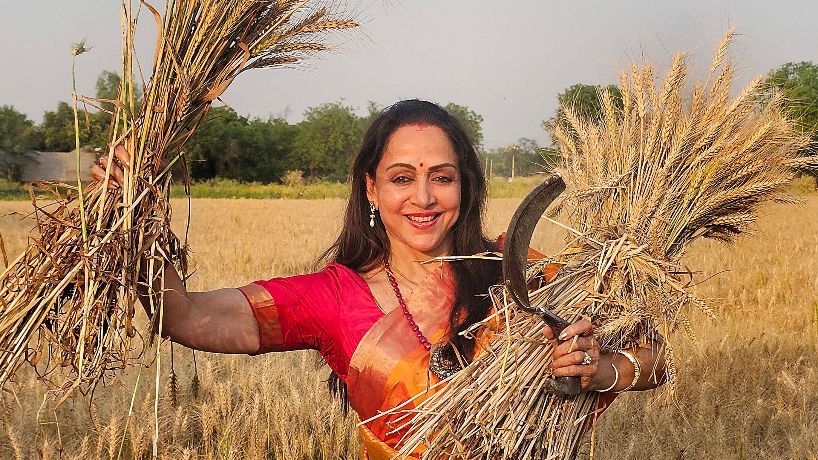 <div class="paragraphs"><p>Mathura: Actor and BJP candidate Hema Malini harvests wheat crop at a field during an election campaign ahead of Lok Sabha polls, in Mathura district, Thursday, April 11, 2024. </p></div>