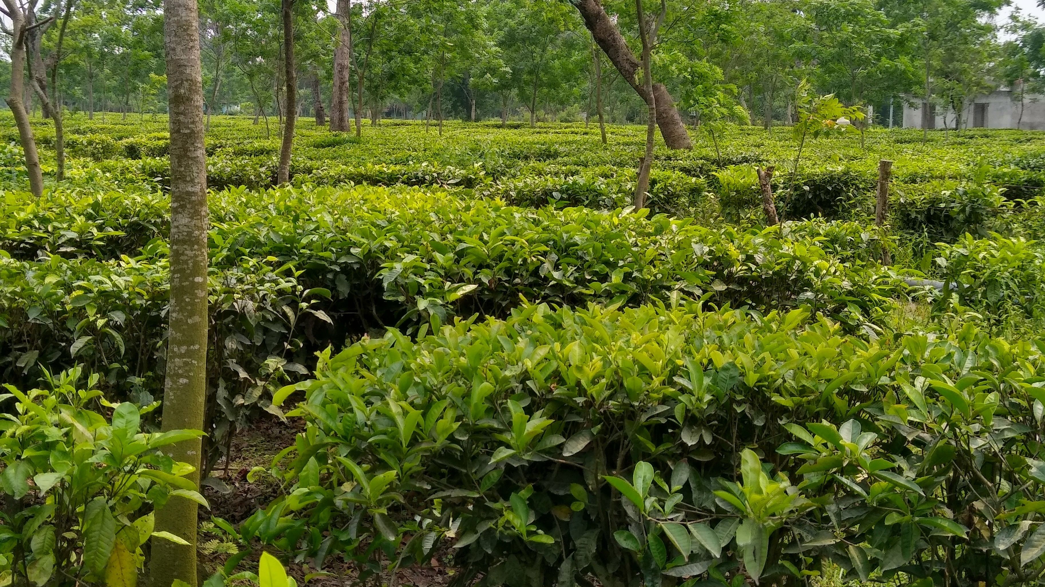 <div class="paragraphs"><p>A tea garden in North Bengal.</p></div>