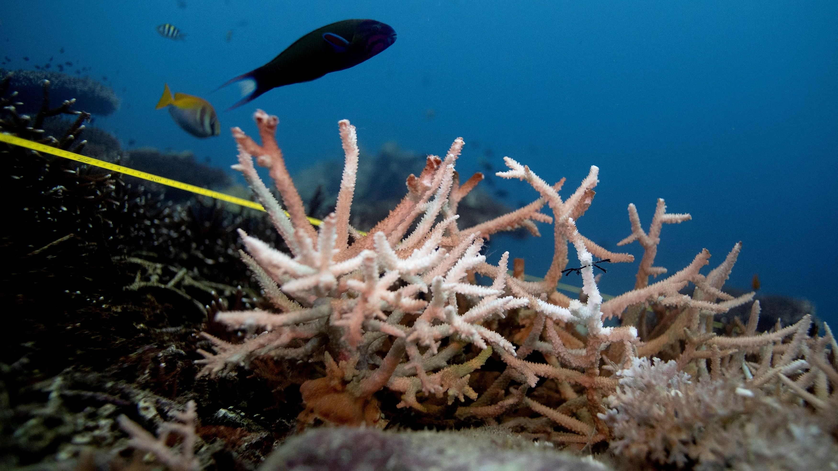 <div class="paragraphs"><p>A bleaching coral is seen in the place where abandoned fishing nets covered it in a reef  at the protected area of Ko Losin. Thailand.</p></div>