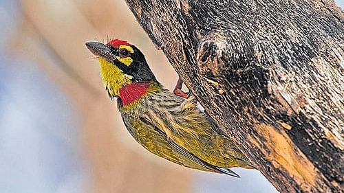 <div class="paragraphs"><p>Coppersmith Barbet.</p></div>