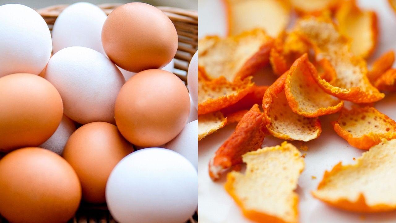 <div class="paragraphs"><p>Representative image of eggs and orange peels.</p></div>