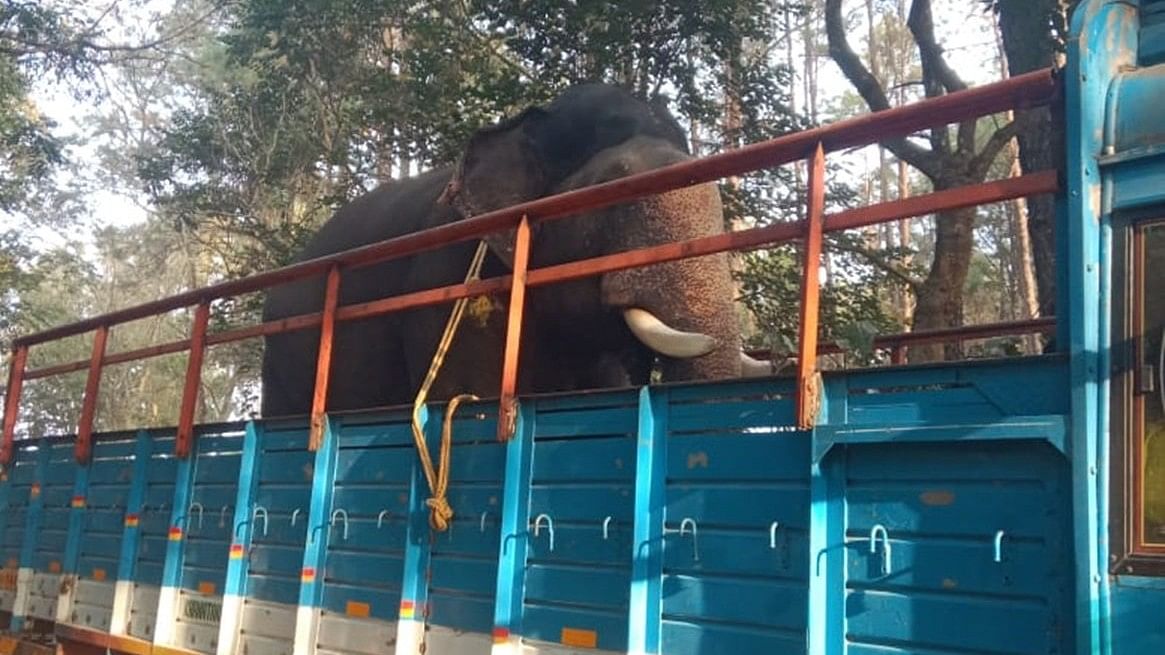 <div class="paragraphs"><p>The wild elephant that was rescued in Belur taluk, being relocated by the Forest department. </p></div>