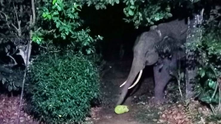A tusker was seen eating a jack fruit at Teakwood plantation recently.