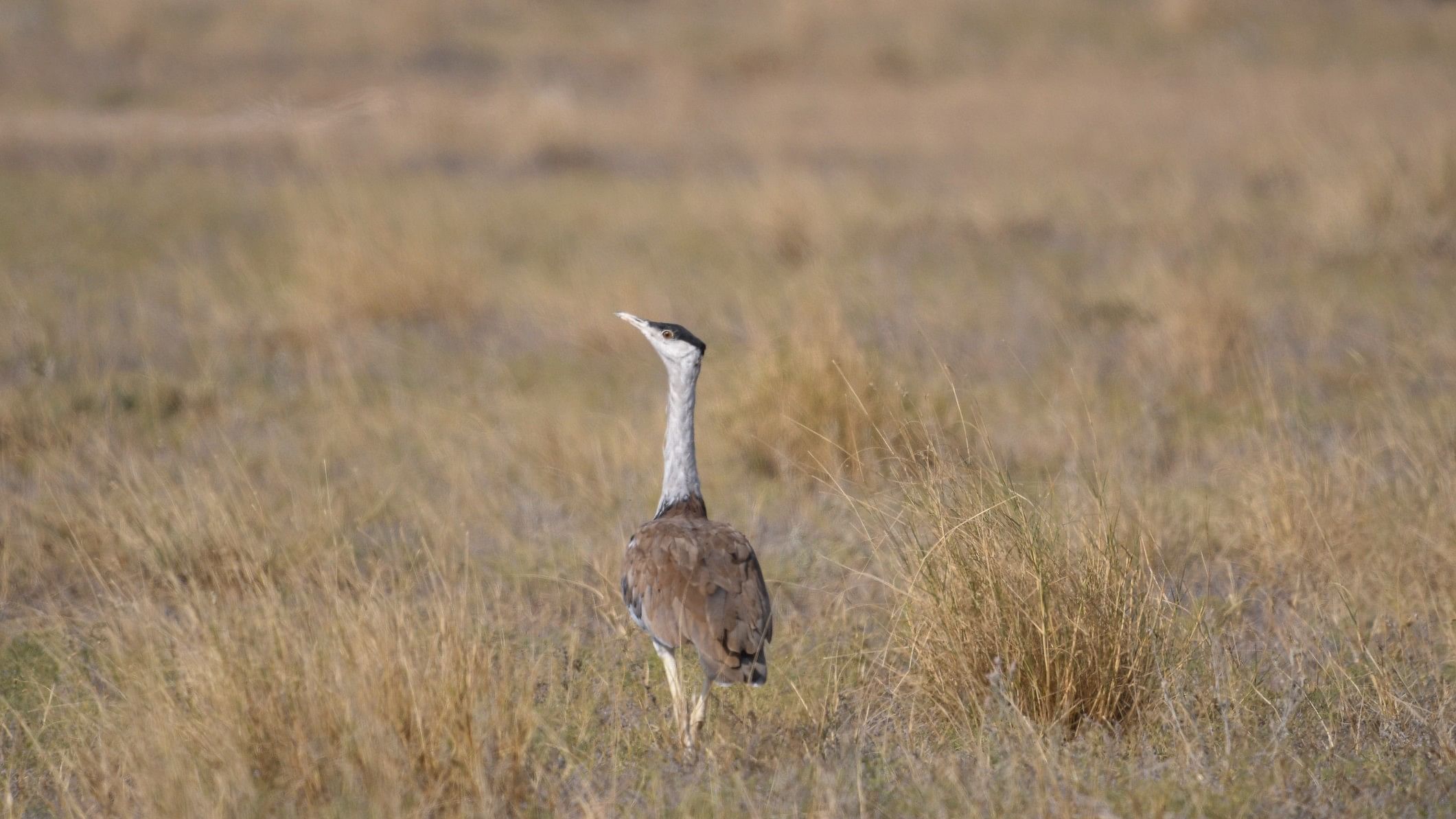 <div class="paragraphs"><p>The&nbsp;Great Indian Bustards</p></div>