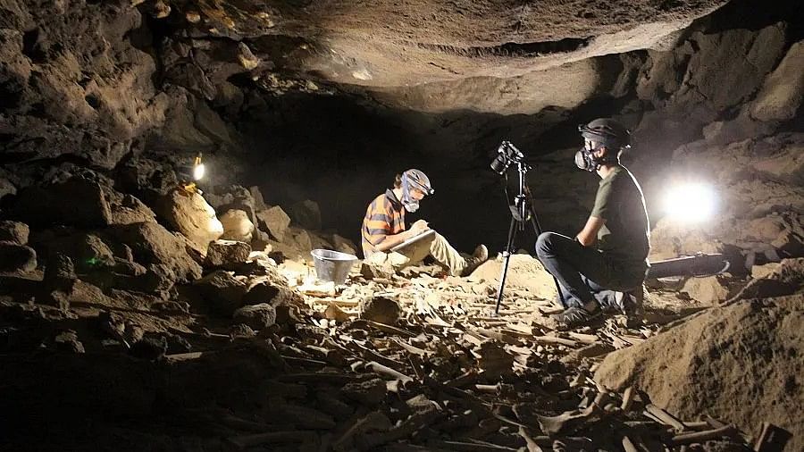 <div class="paragraphs"><p>Saudi Arabia’s Heritage Commission announced 7,000-year-old discoveries in Umm Jirsan lava tube cave in the Harrat Khaybar in Medina, that included animal fossils and human skulls that were unearthed by a team of archaeologists and paleontologists.</p></div>