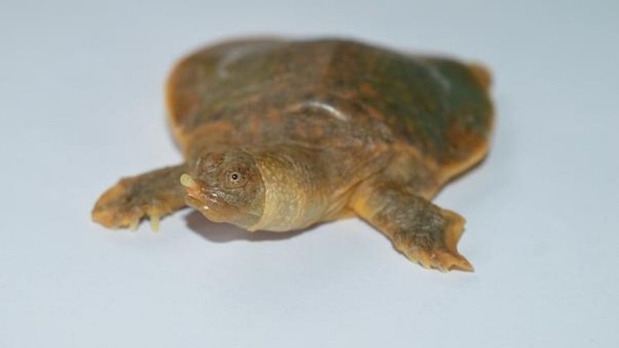 <div class="paragraphs"><p>Cantor’s Giant Softshell Turtle hatchling taken along the Chandragiri river in Kerala. </p></div>