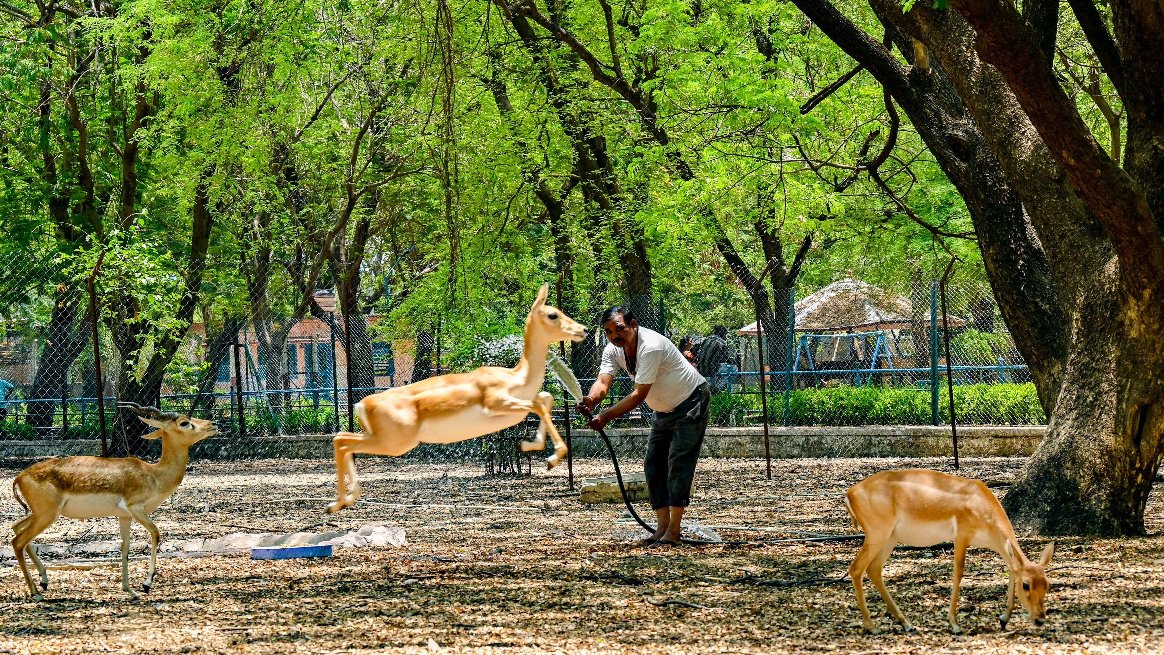 <div class="paragraphs"><p>The Kalaburagi mini-zoo is unable to generate sufficient revenues to sustain itself. Staff at the zoo spray water to keep blackbucks cool in the peak of summer. </p></div>