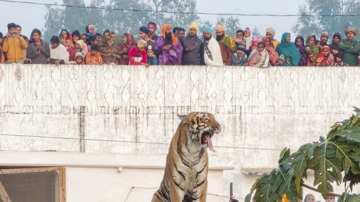 <div class="paragraphs"><p>A tiger rests on a wall of a house, in Pilibhit district, Tuesday, Dec. 26, 2023.</p></div>