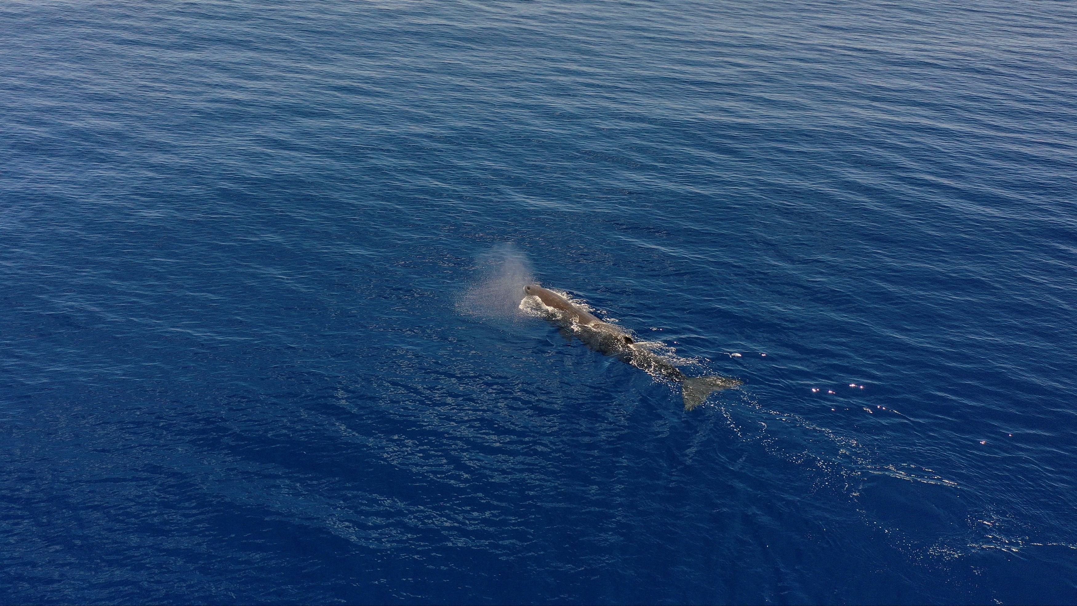 <div class="paragraphs"><p>A sperm whale is seen swimming on the Indian Ocean surface.</p></div>