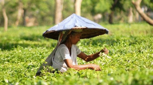 <div class="paragraphs"><p>Representative image of Assam's tea gardens.</p></div>