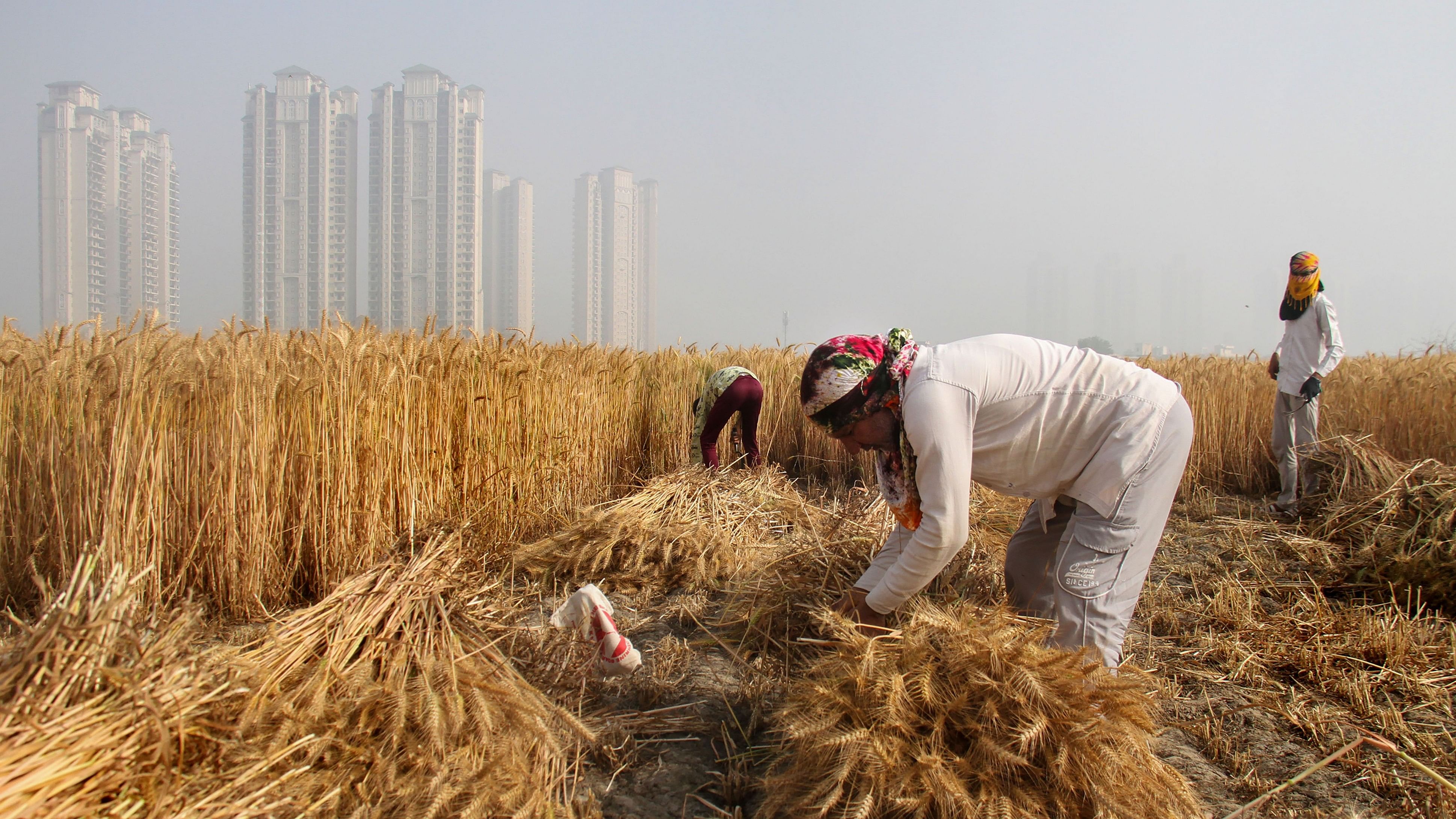 <div class="paragraphs"><p>Farmers harvest wheat crop at a village on the outskirts of Gurugram, Sunday, March 31, 2024. </p></div>
