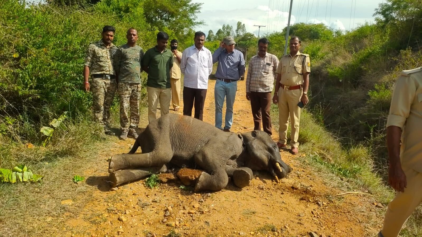 <div class="paragraphs"><p>Representative image of a dead elephant in an Indian forest. </p></div>