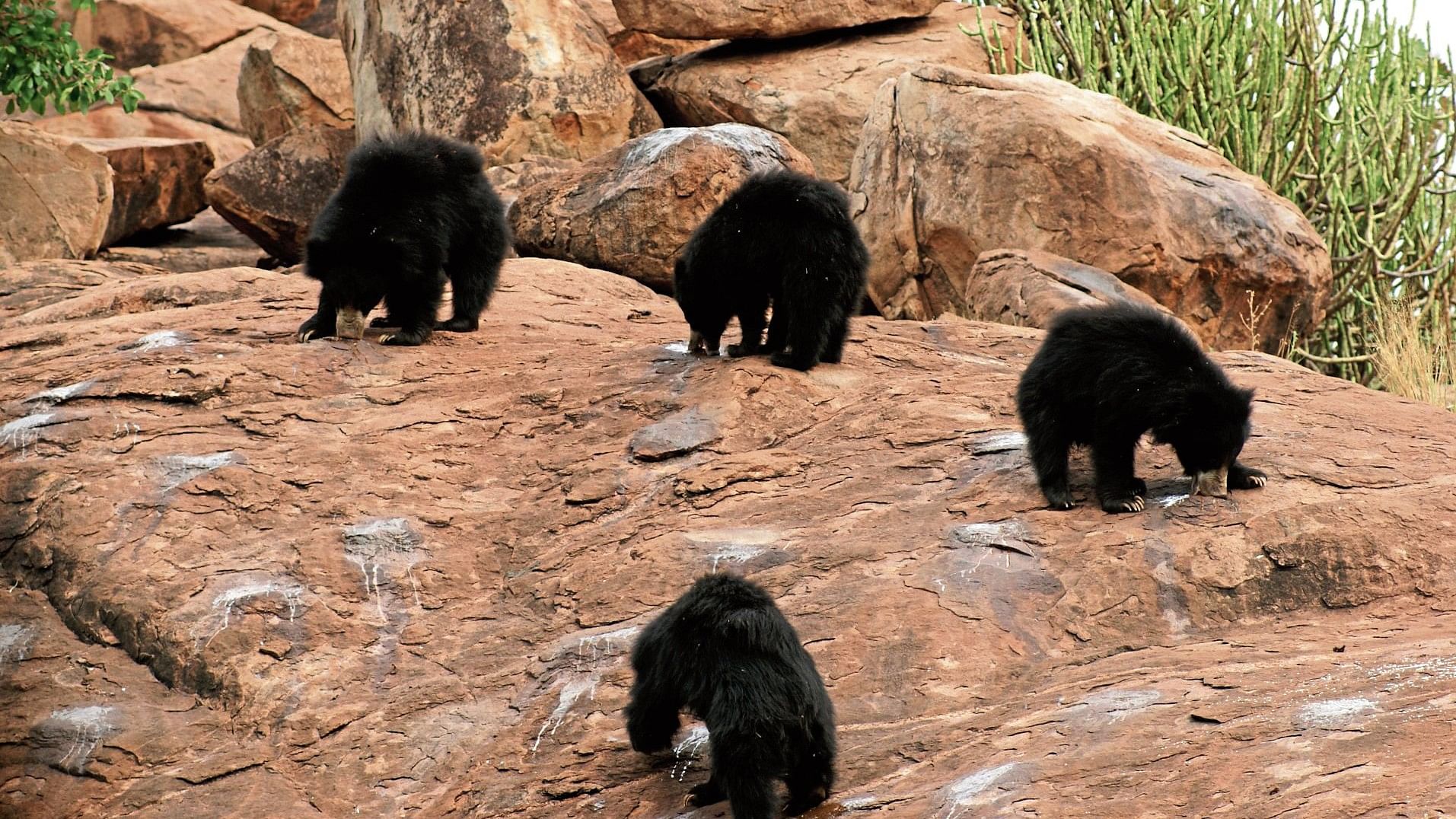 A file photo of Daroji bear sanctuary in Ballari district. Hillocks serve as natural ‘maternity wards’ for animals like sloth bears, leopards and wolves.