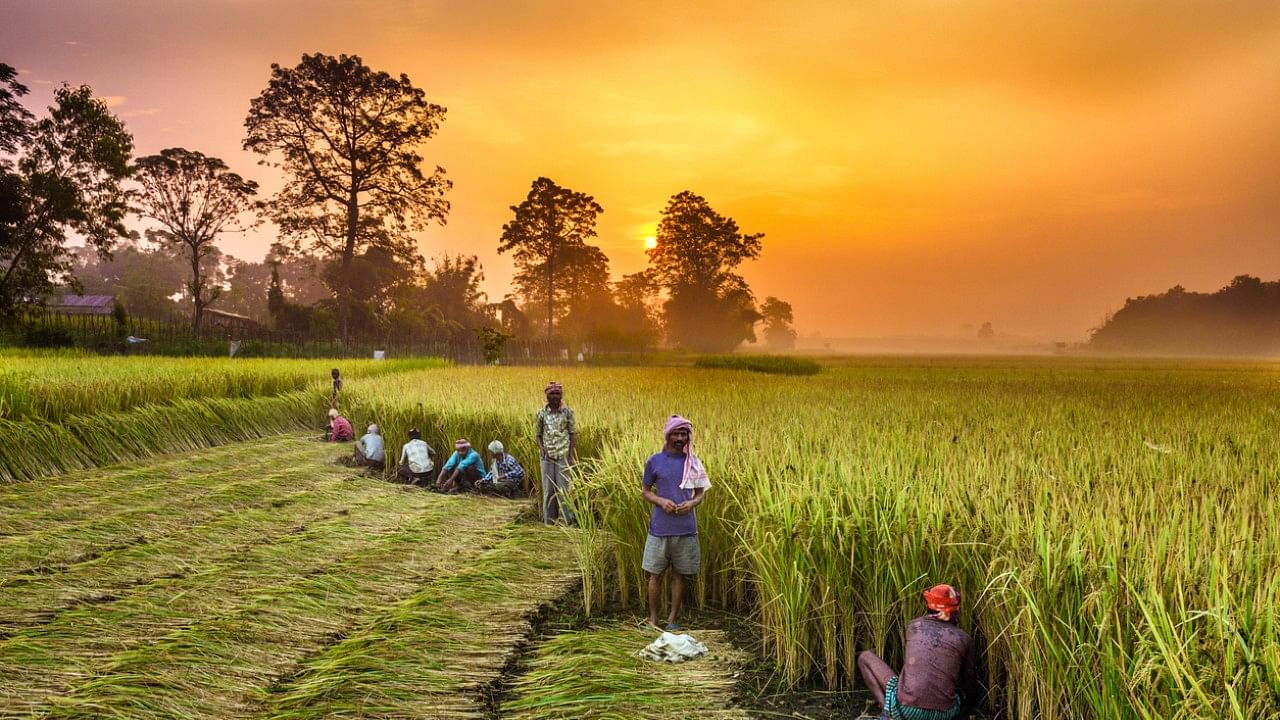 <div class="paragraphs"><p>Representative image of farmers farming.</p></div>