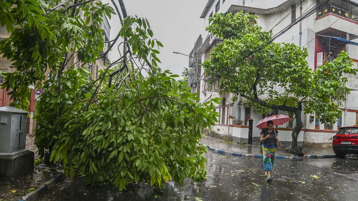 <div class="paragraphs"><p>A woman walks past an uprooted tree during rain in the aftermath of Cyclone Remal's landfall, in Kolkata, Monday, May 27, 2024.</p></div>