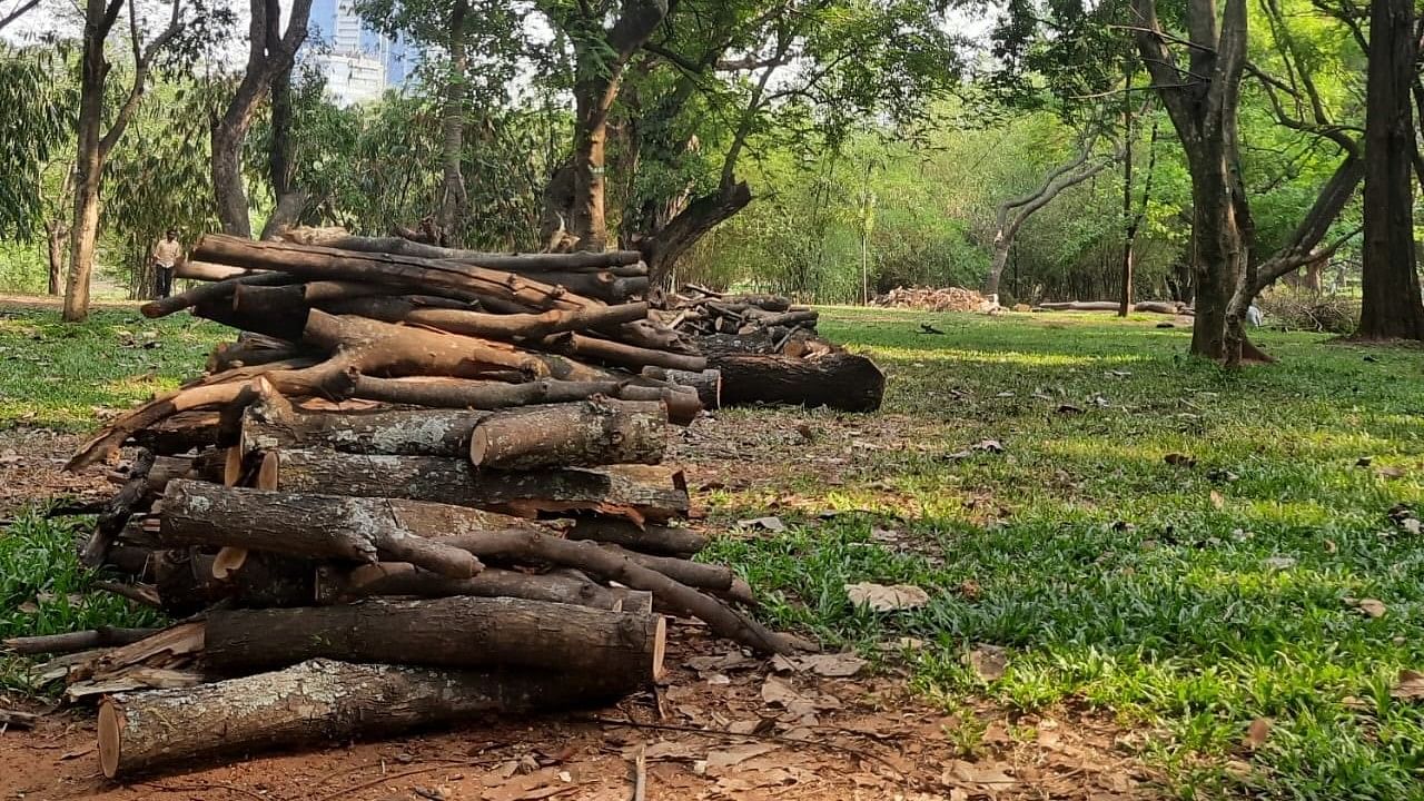 Workers were instructed to cut down dried up trees, according to an eyewitness.