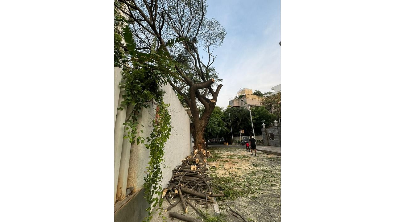 <div class="paragraphs"><p>BBMP officials say that the decision to cut down the tree was based on a complaint by a resident.</p></div>