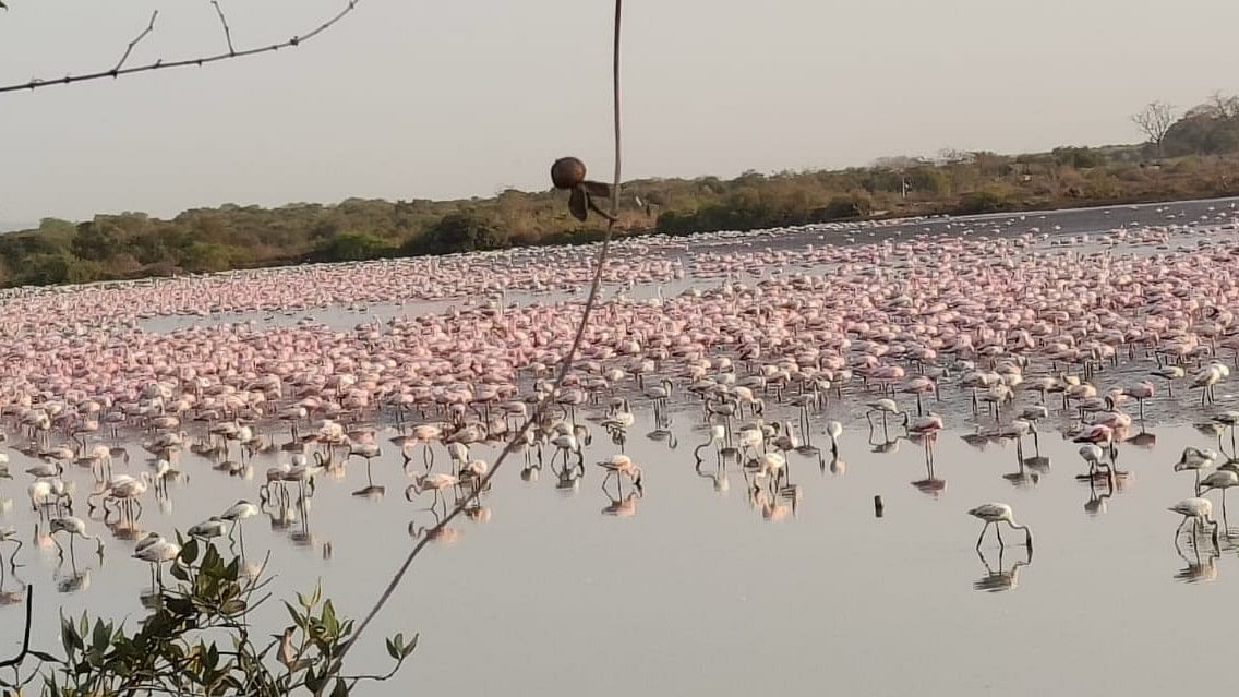 <div class="paragraphs"><p>Flamingos feeding at wetlands near Navi Mumbai.</p></div>