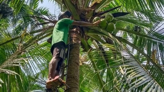 <div class="paragraphs"><p>Team members from the Pingara FPO harvest coconut and areca. </p></div>