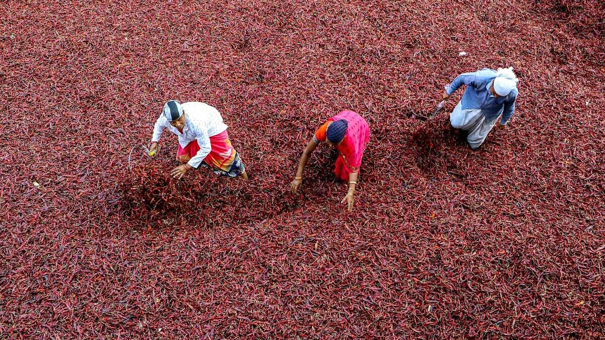 <div class="paragraphs"><p>Labourers spread red chillies at a wholesale market on a hot summer day, in Nagpur.</p></div>