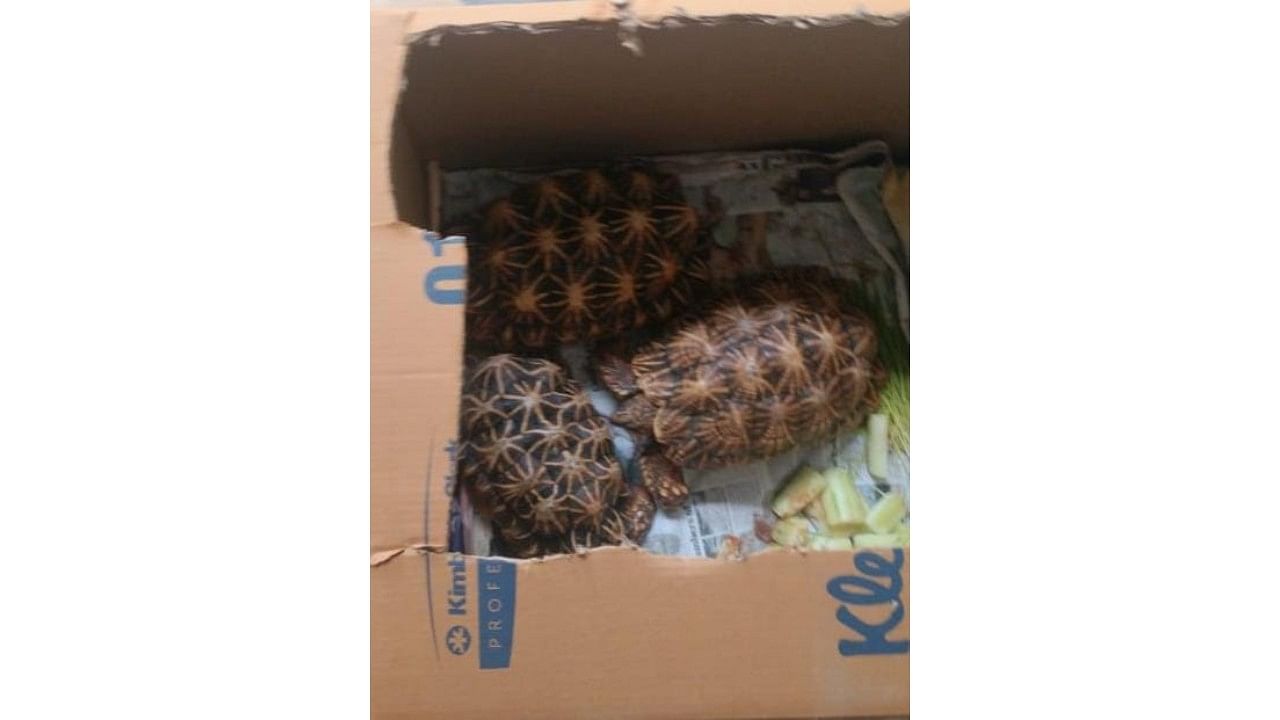 <div class="paragraphs"><p>Indian star tortoises recovered from a palatial bungalow in Koramangala 3rd Block, Bengaluru, on Wednesday. Special Arrangement</p></div>