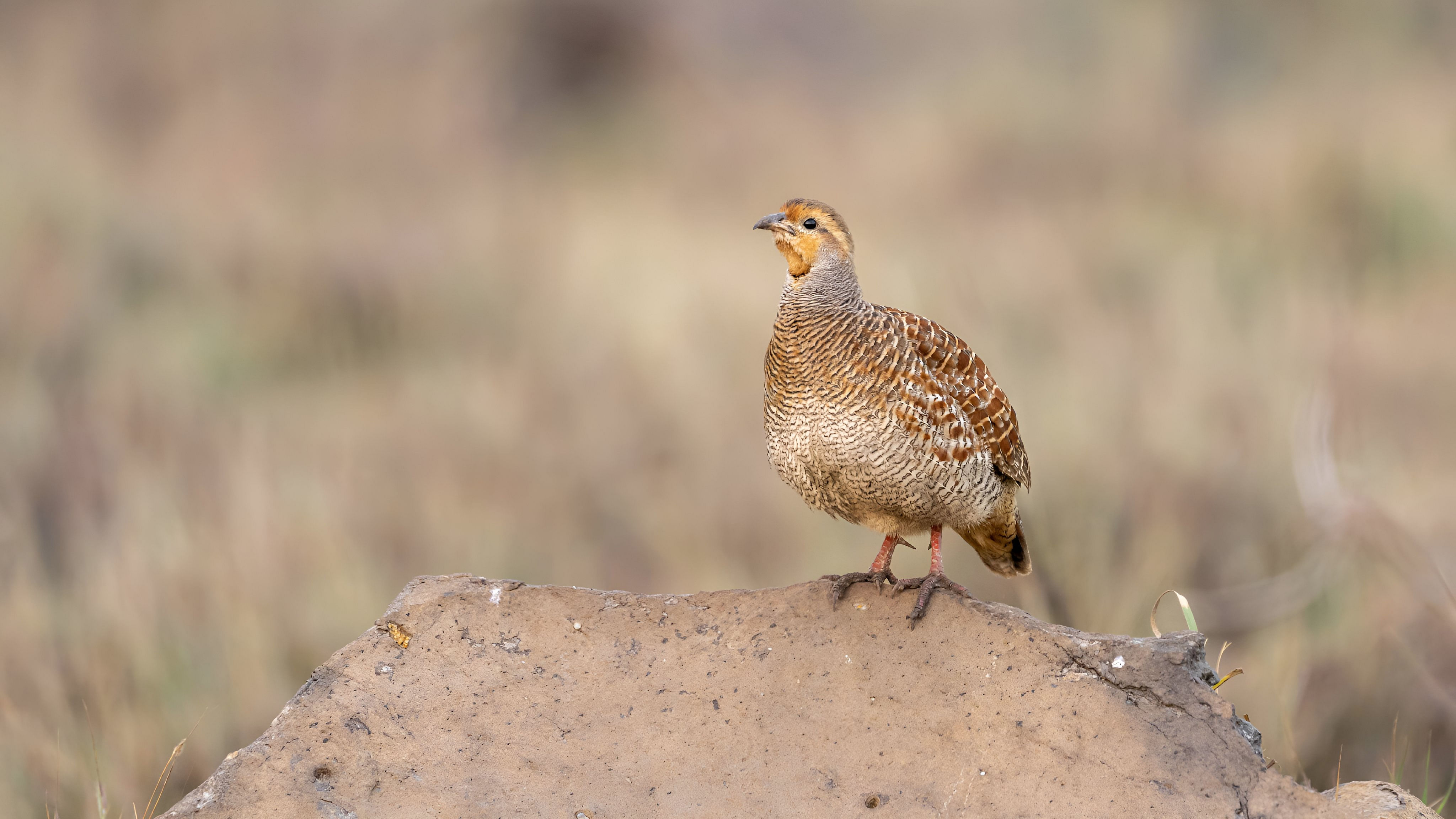 <div class="paragraphs"><p>The grey francolin&nbsp; </p></div>