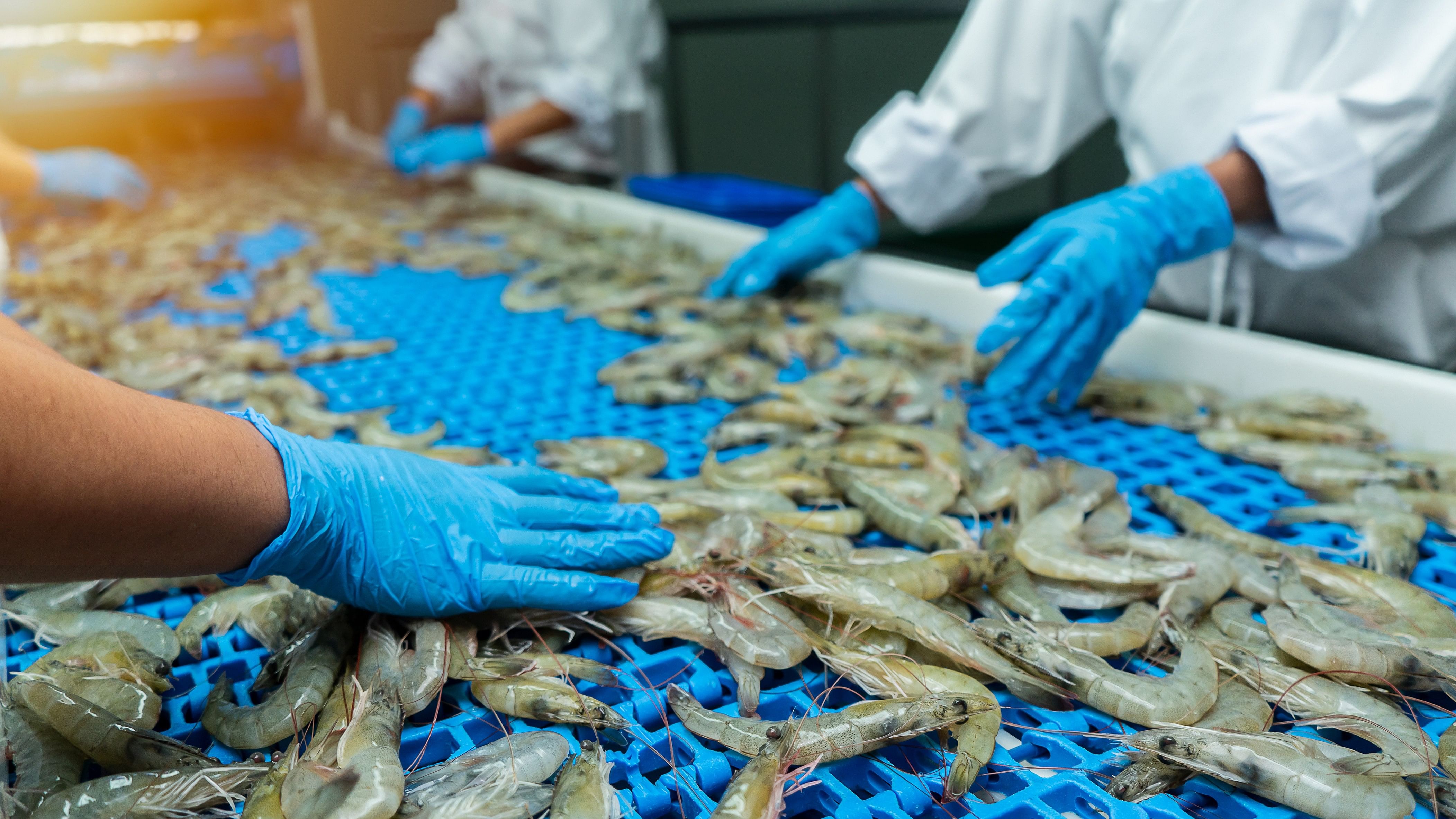 <div class="paragraphs"><p>Representative image of a prawn processing unit.&nbsp;</p></div>