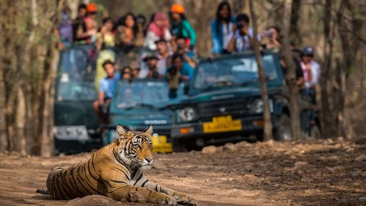 <div class="paragraphs"><p> A wild male bengal tiger sitting on road and in background safari vehicles. Representaive image.</p></div>