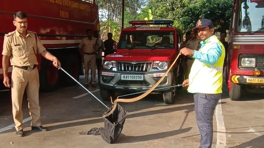 The snake, spotted by staff at the Peenya fire station on Monday afternoon, was safely rescued with the help of BBMP wildlife warden Prasanna Kumar. DH PHOTO