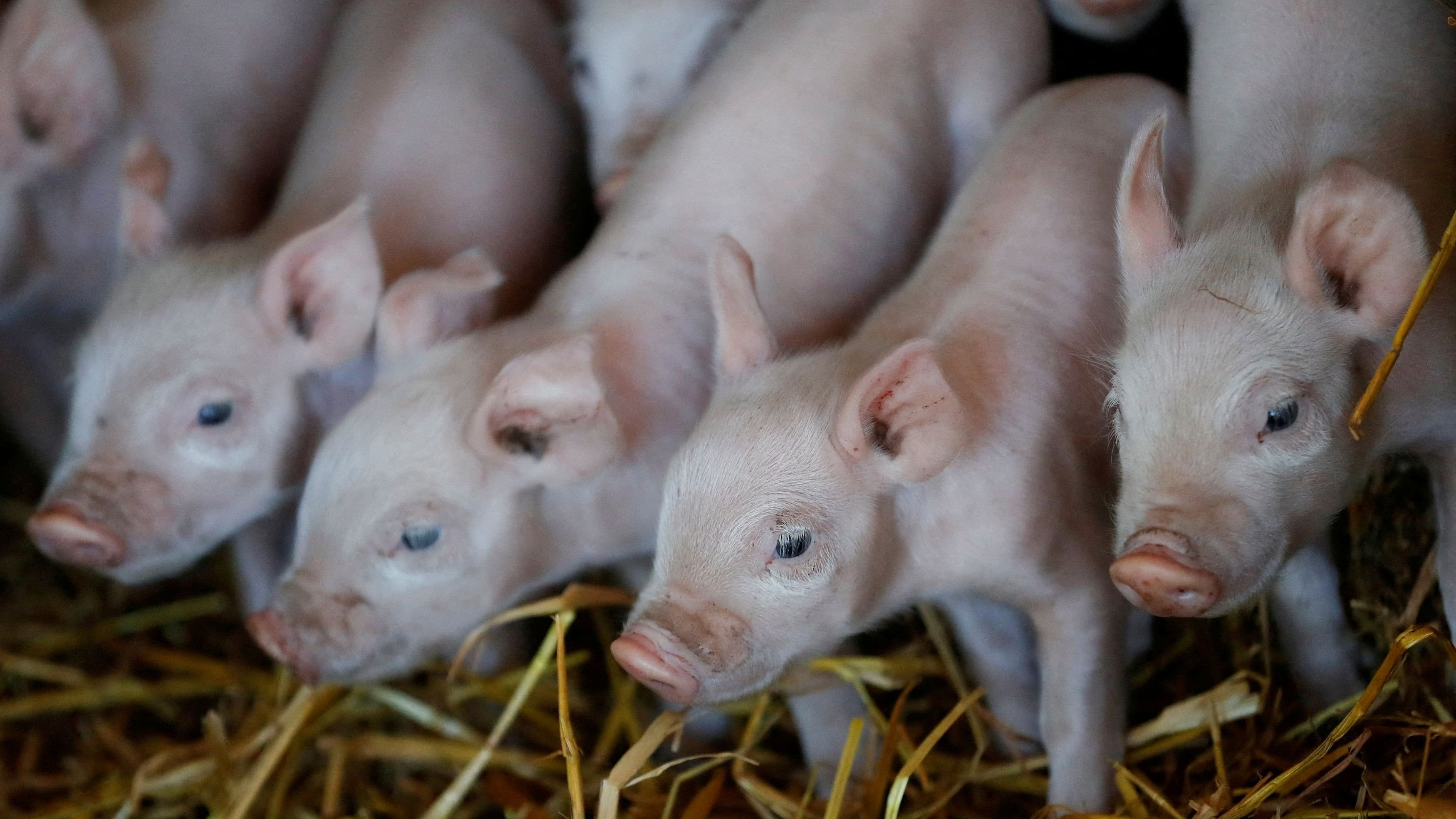 <div class="paragraphs"><p>Baby pigs are seen in a farm near Pergamino, on the outskirts of Buenos Aires in Argentina.</p></div>