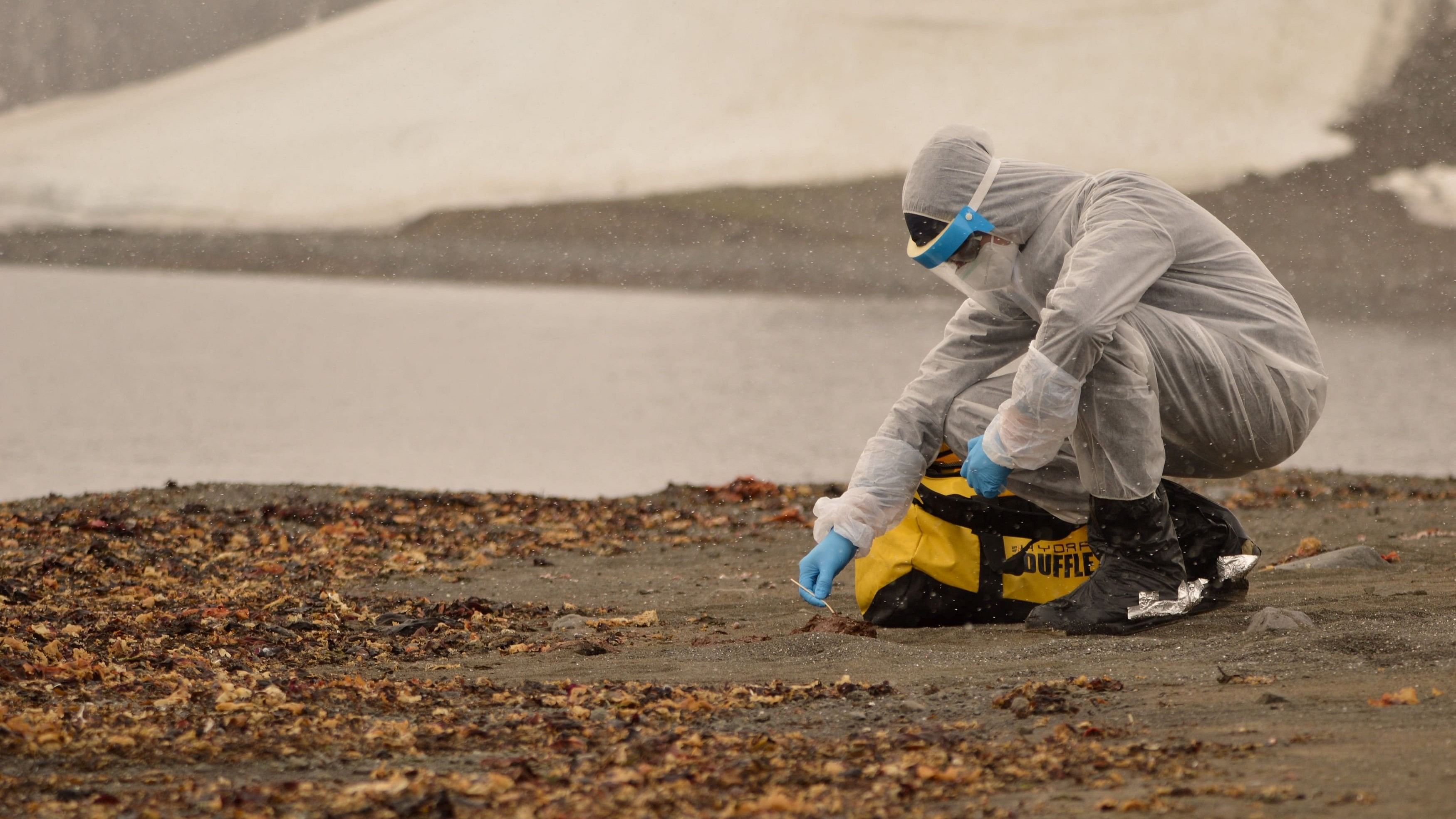 <div class="paragraphs"><p>A researcher wears a protective suit while collecting samples of wildlife, where the H5N1 bird flu virus was detected, at Chilean antarctic territory, Antarctica.</p></div>