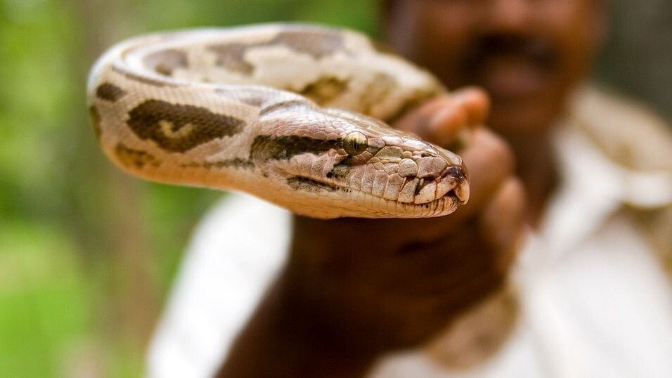 <div class="paragraphs"><p>Representative image showing a man holding a python.</p></div>