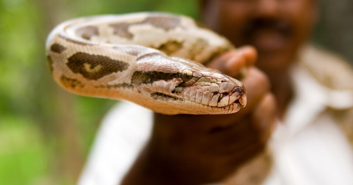 Drunken man wraps python around his neck, held in Kerala