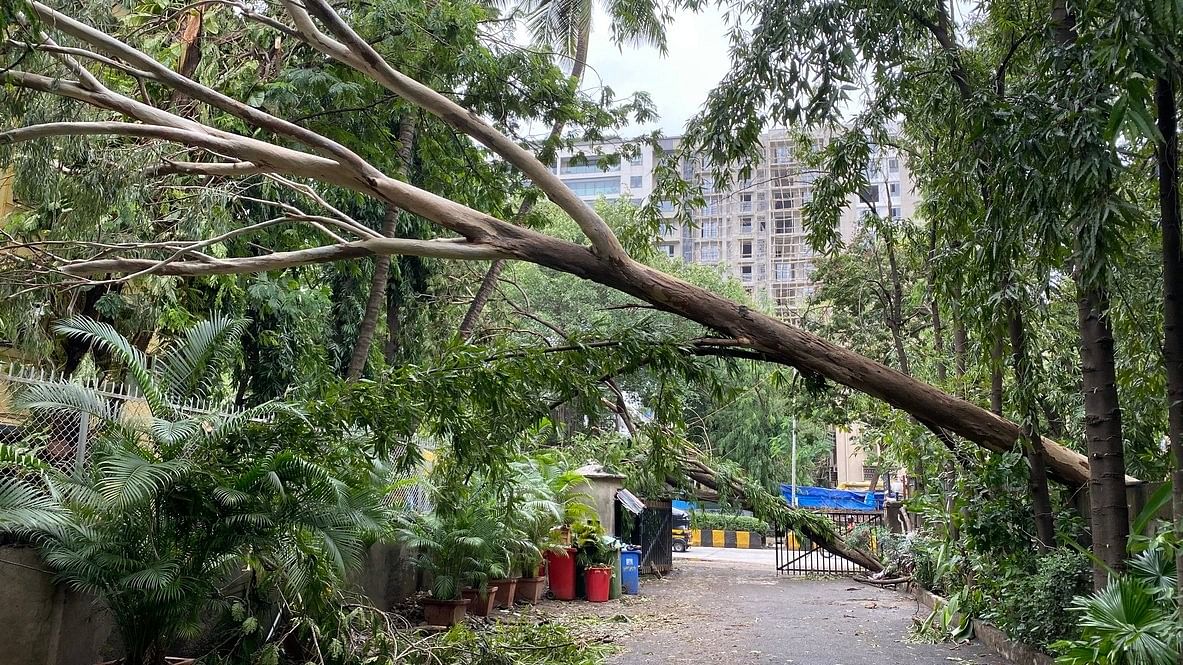 <div class="paragraphs"><p>Representative image showing a fallen tree.</p></div>