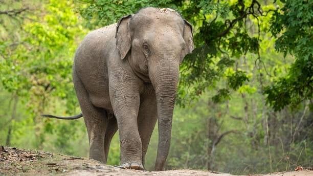 <div class="paragraphs"><p>Representative image of an elephant.</p></div>