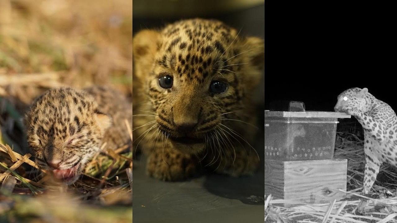 <div class="paragraphs"><p>Leopard cubs and a mother as seen in the images.</p></div>