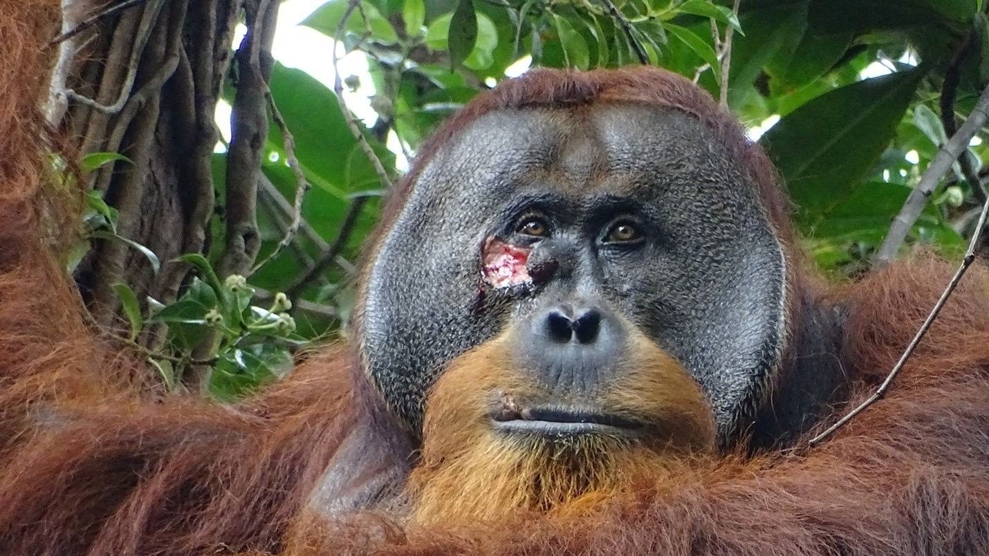 <div class="paragraphs"><p>A male Sumatran orangutan named Rakus.</p></div>