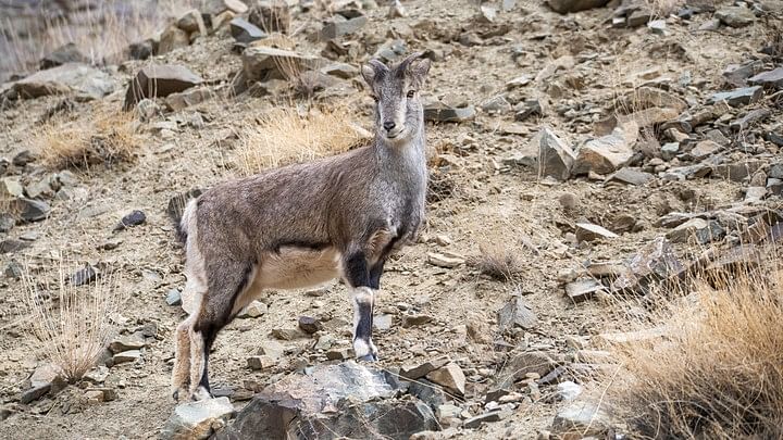 <div class="paragraphs"><p>Representative image of a wild goat.</p></div>