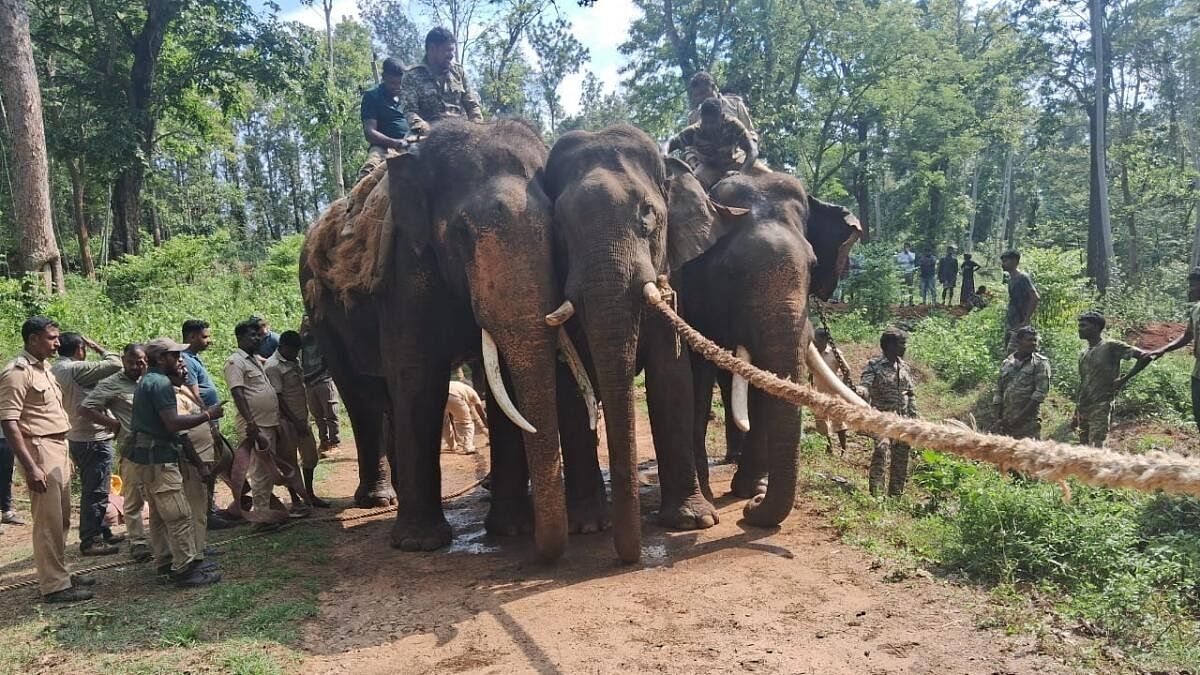 <div class="paragraphs"><p>Forest department personnel with elephants&nbsp;in Siddapur area of ​​Kodagu.</p></div>